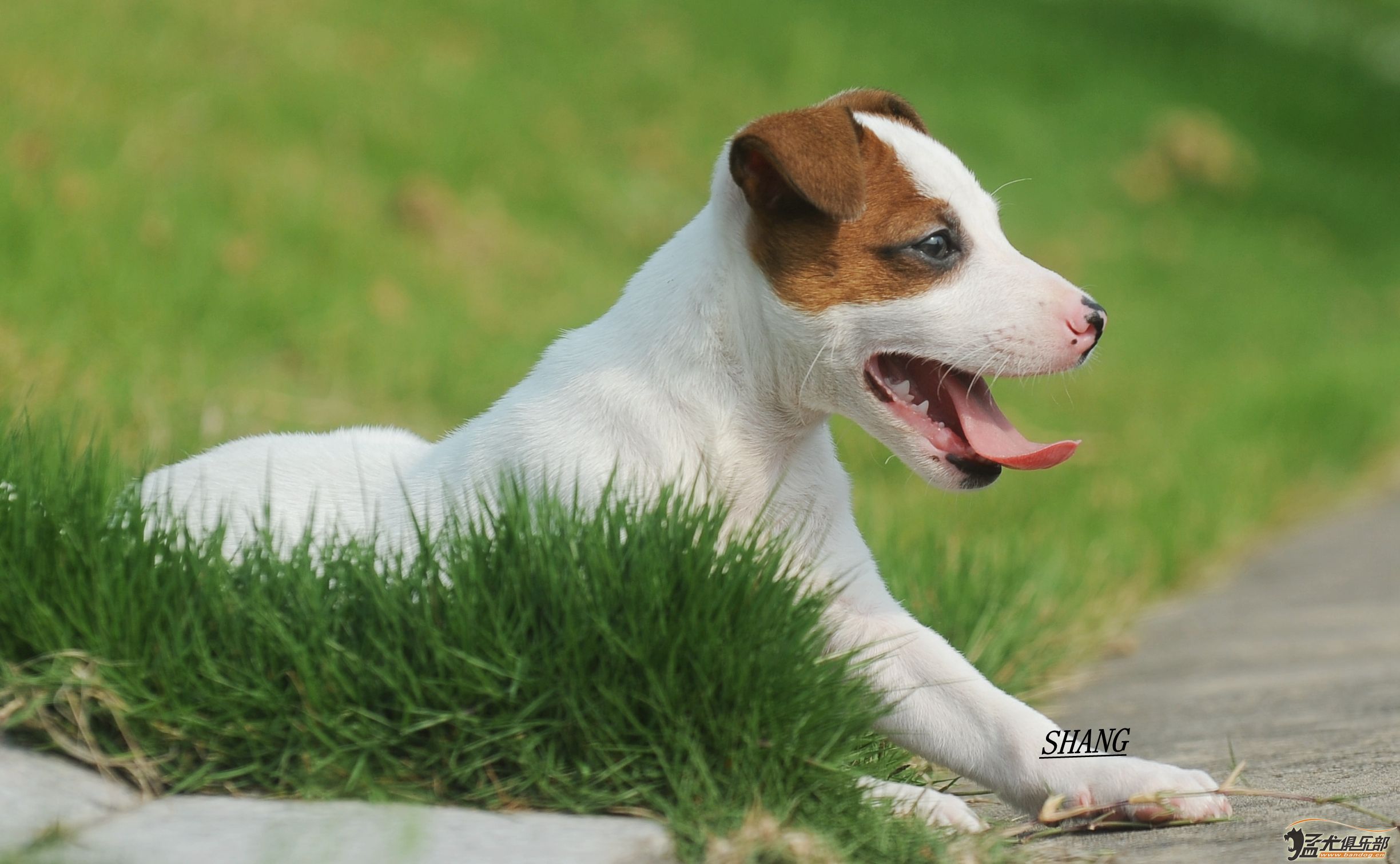 牧师犬百科图片