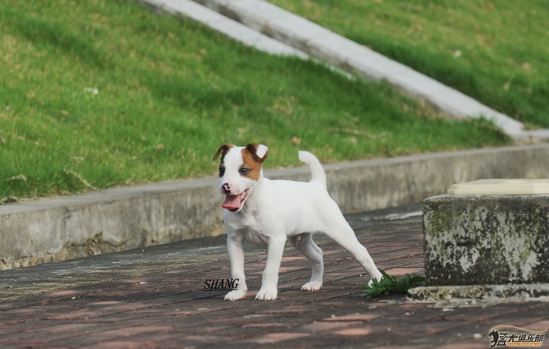 出一只非常漂亮的牧师罗素梗小公狗 综合梗犬交易 猛犬俱乐部