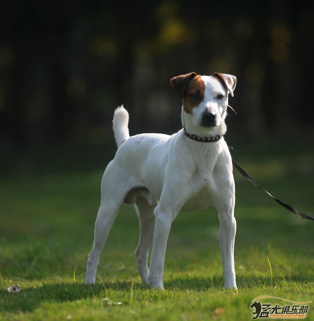 牧师犬百科图片