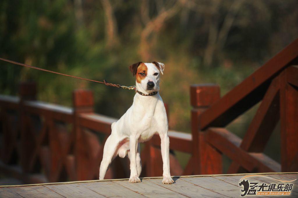 牧师犬百科图片