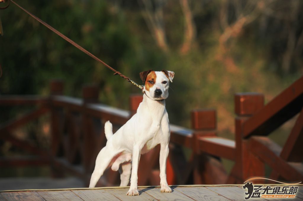 牧师犬百科图片