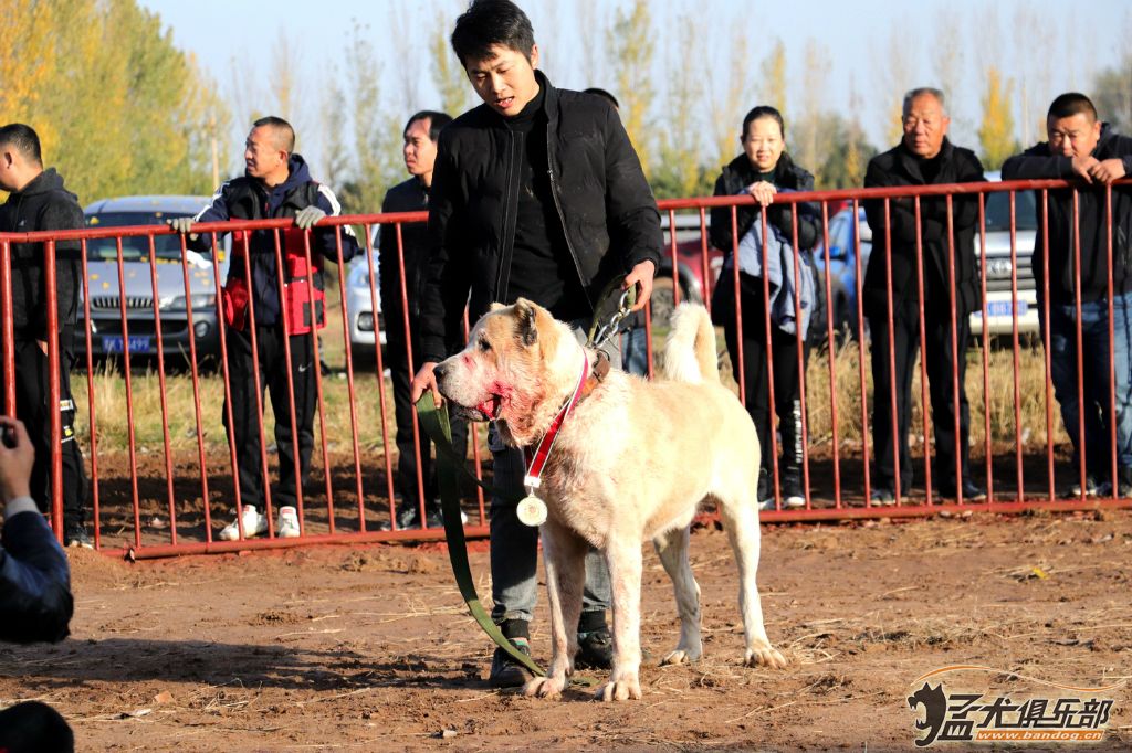 中国北方赛区珠峰杯中亚猎狼犬超级联赛