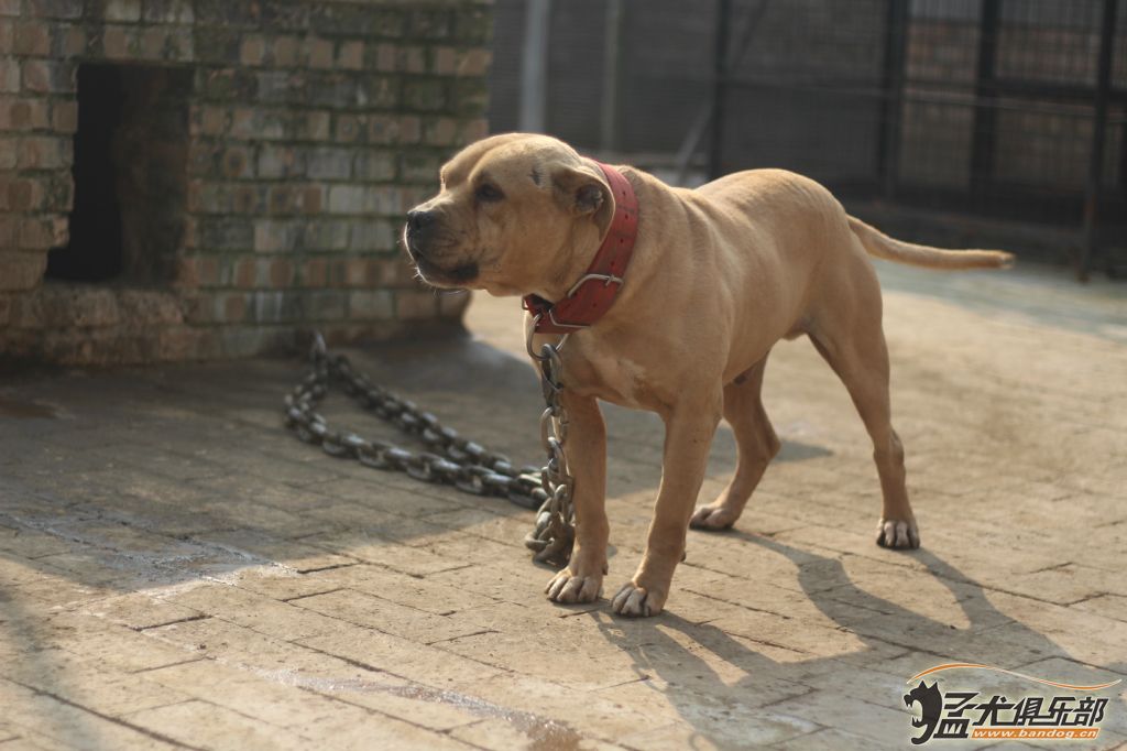 年輕氣盛的泰克【屠夫】 - 比特犬 - 猛犬俱樂部-中國具有影響力的