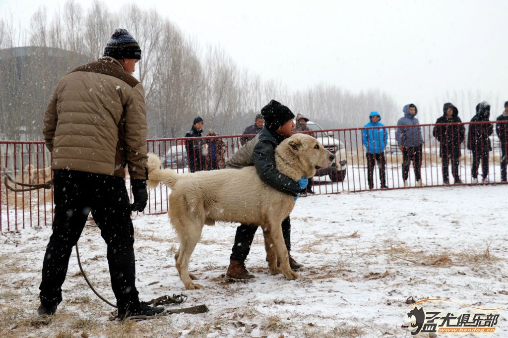 中国北方赛区珠峰杯中亚猎狼犬超级联赛